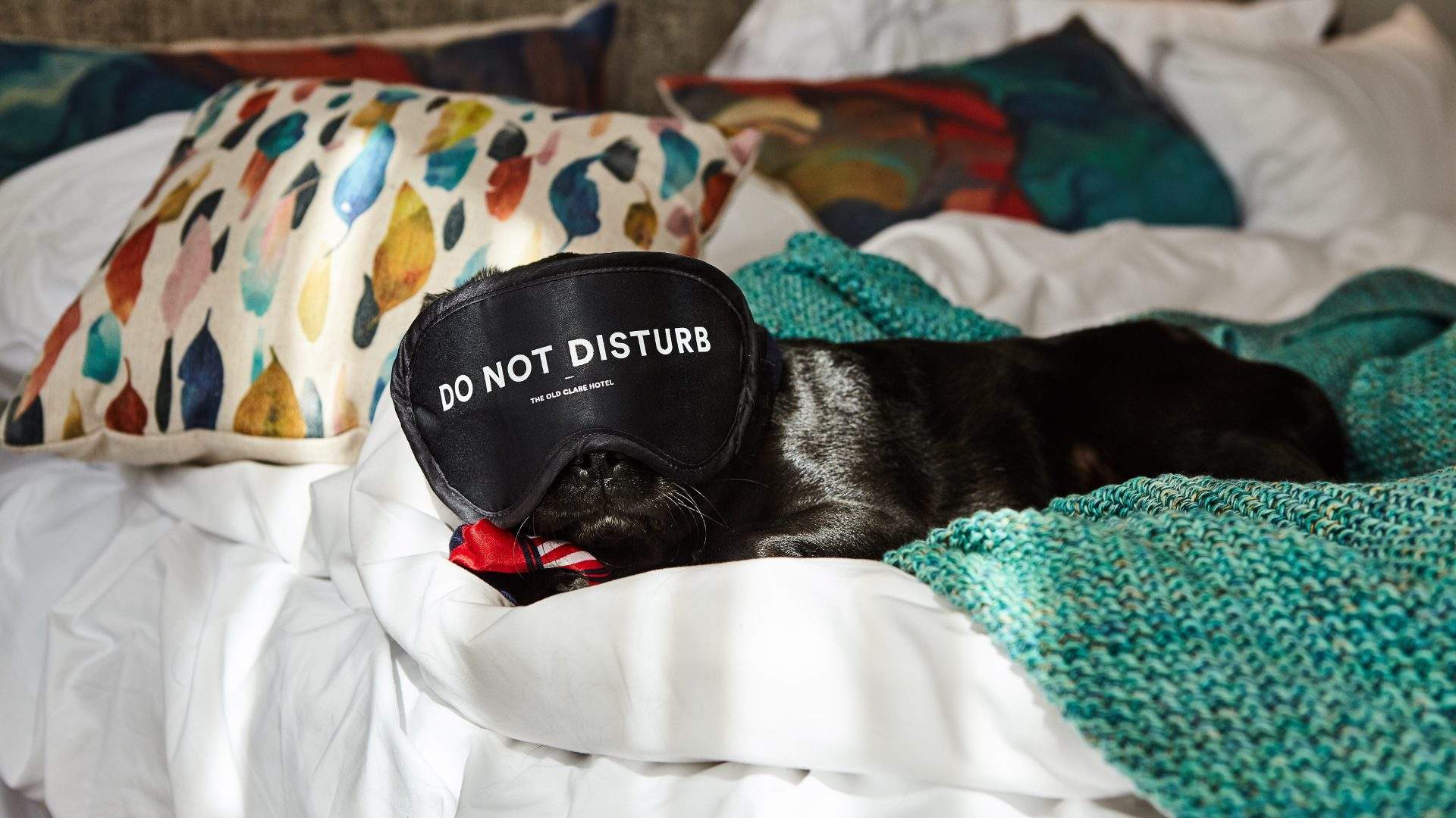 Sydney's Old Clare Hotel Now Has Pet-Friendly Suites Complete with 24-Hour Room Service