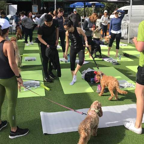 Pups & Pilates