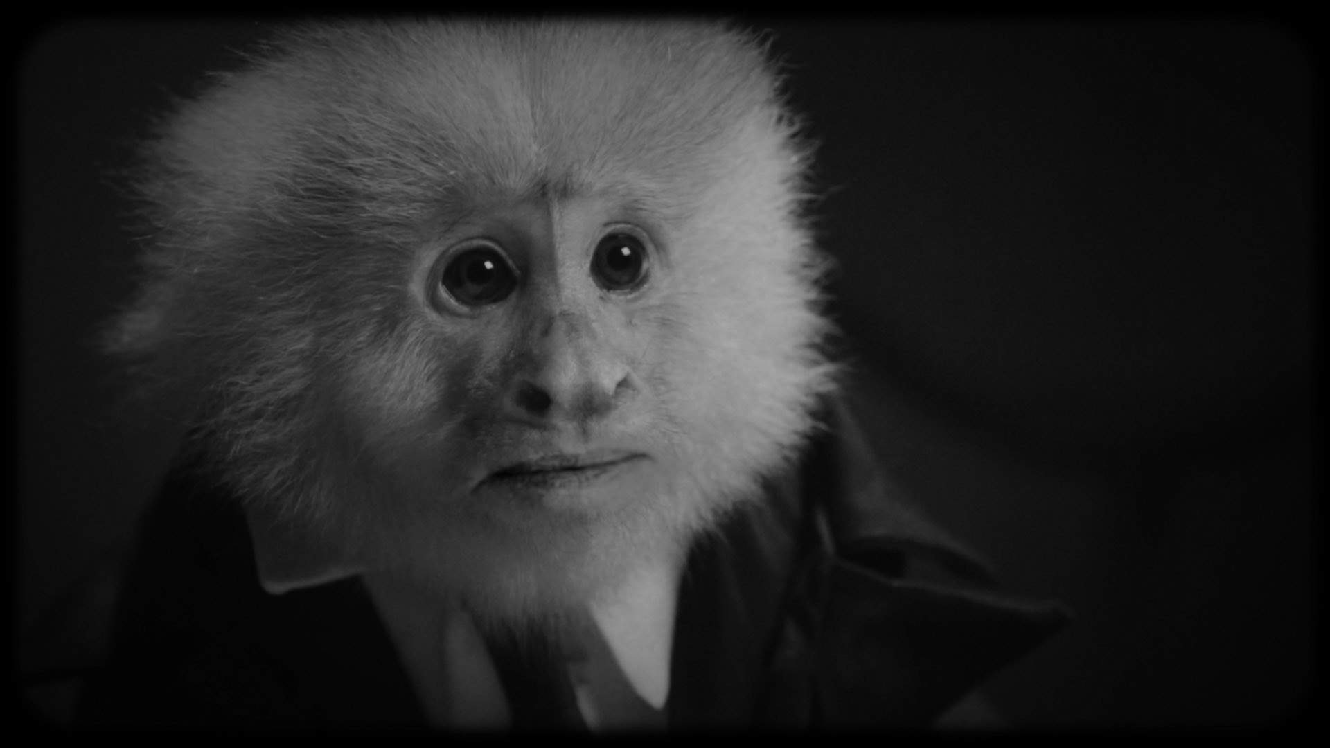 David Lynch Interrogating a Monkey Might Be the Strangest Thing You Can Add to Your Netflix Queue Right Now