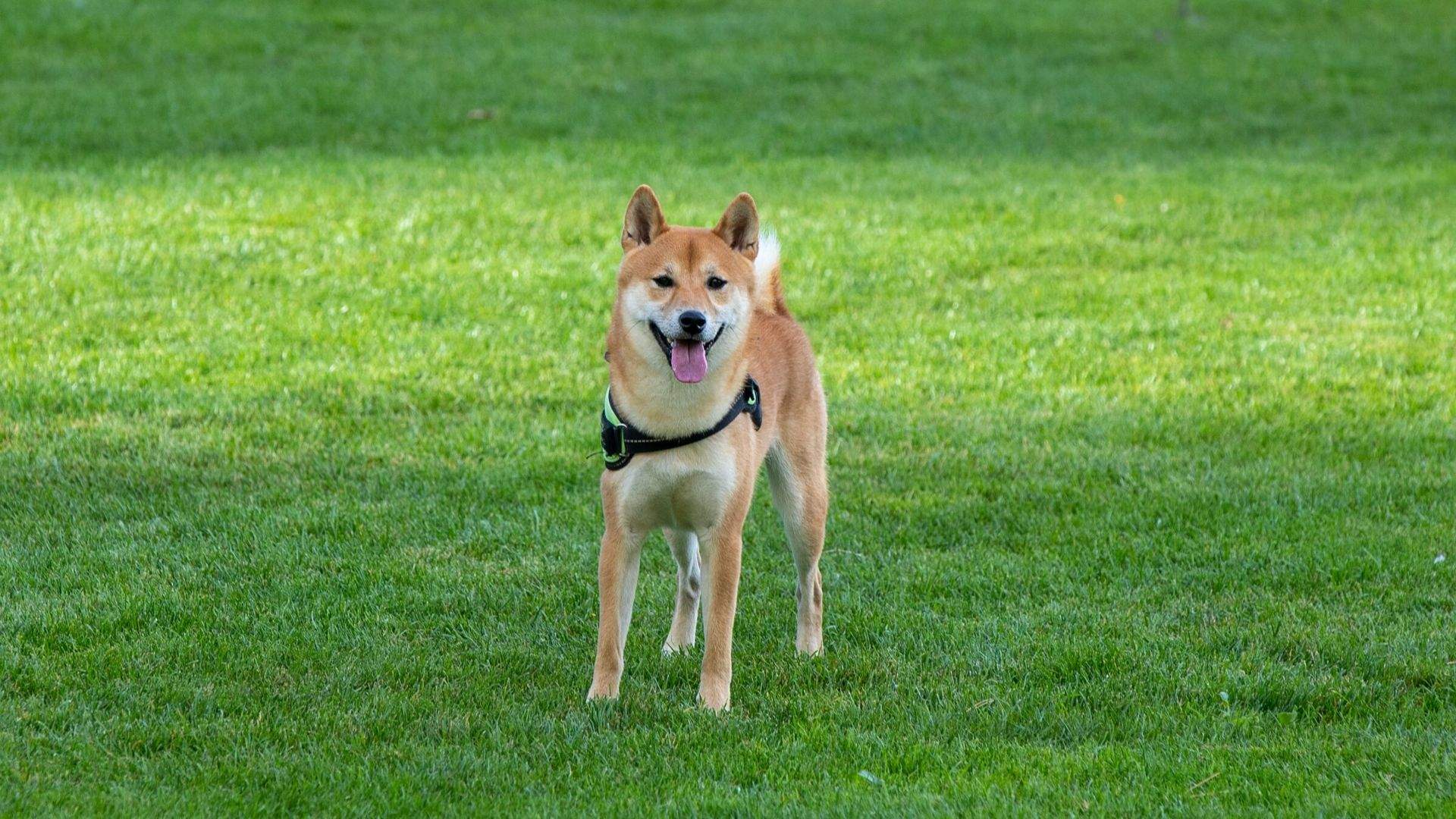 dog friendly parks trail leash off-leash Melbourne