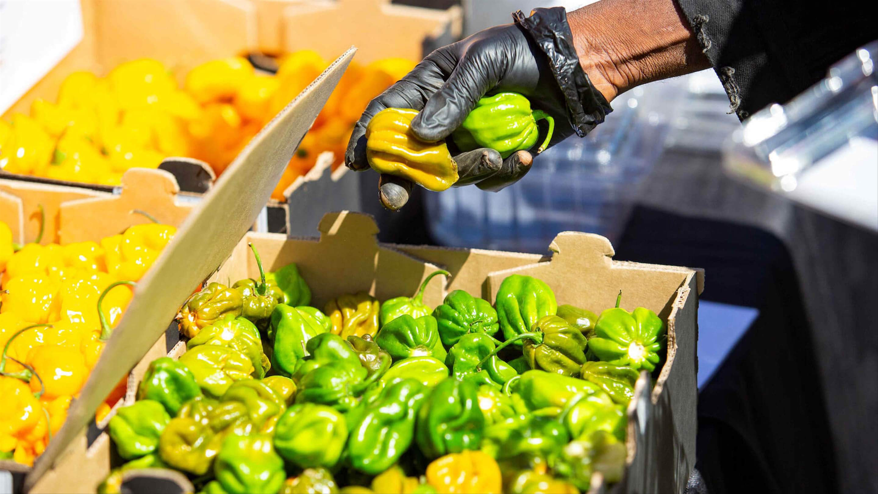 Herb and Chilli Festival 2024 in the Yarra Valley All the Details