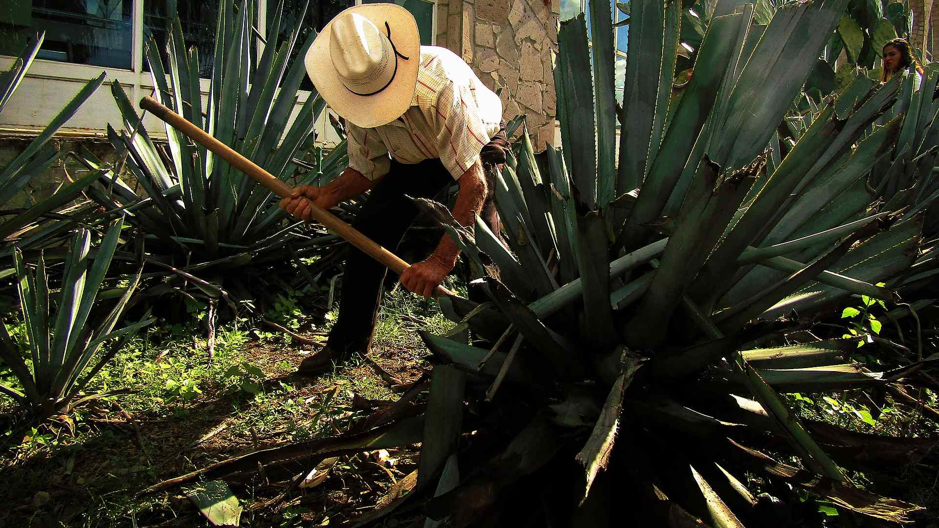 El Jimador and his work in the fields of blue agave