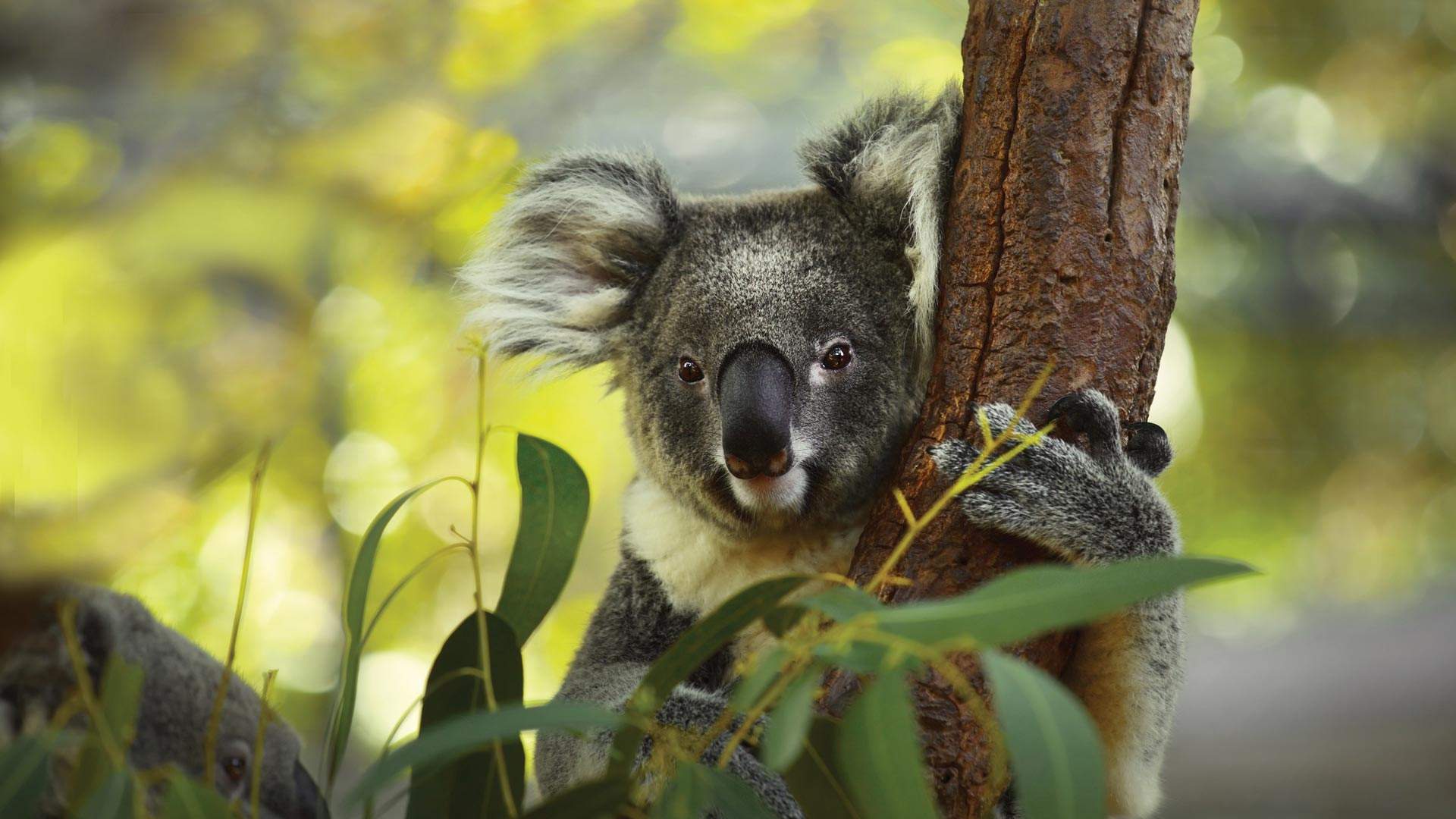 Mindful Mornings at Taronga