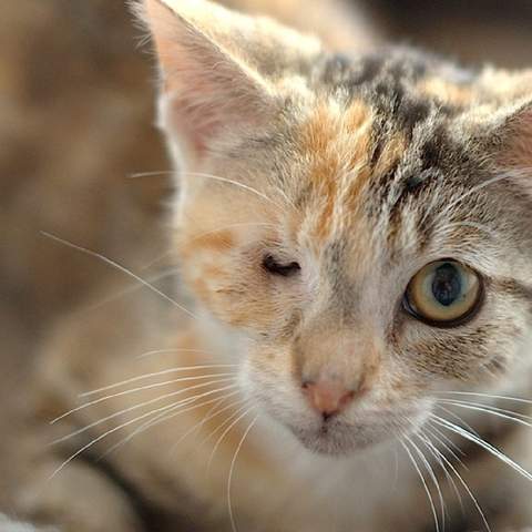 The RSPCA Wants You to Adopt an Animal This Weekend