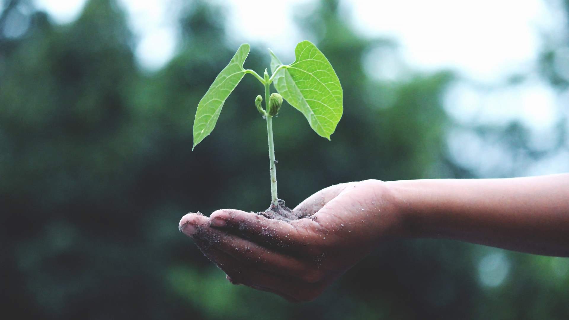 The Pop-Up Native Plant Sale