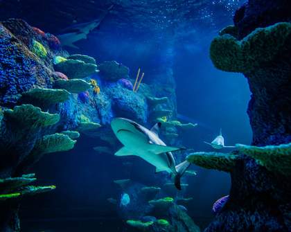 An Evening of Shark Discovery