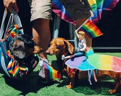 The Beresford Dog Show Mardi Gras Edition 2020