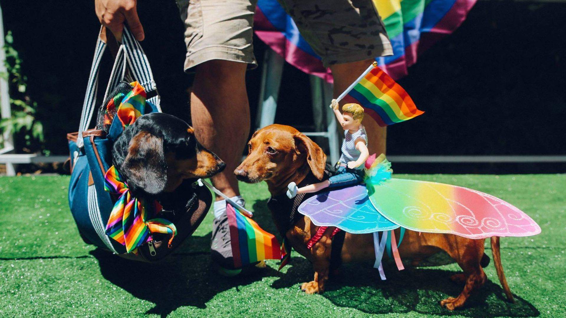 The Beresford Dog Show Mardi Gras Edition 2020