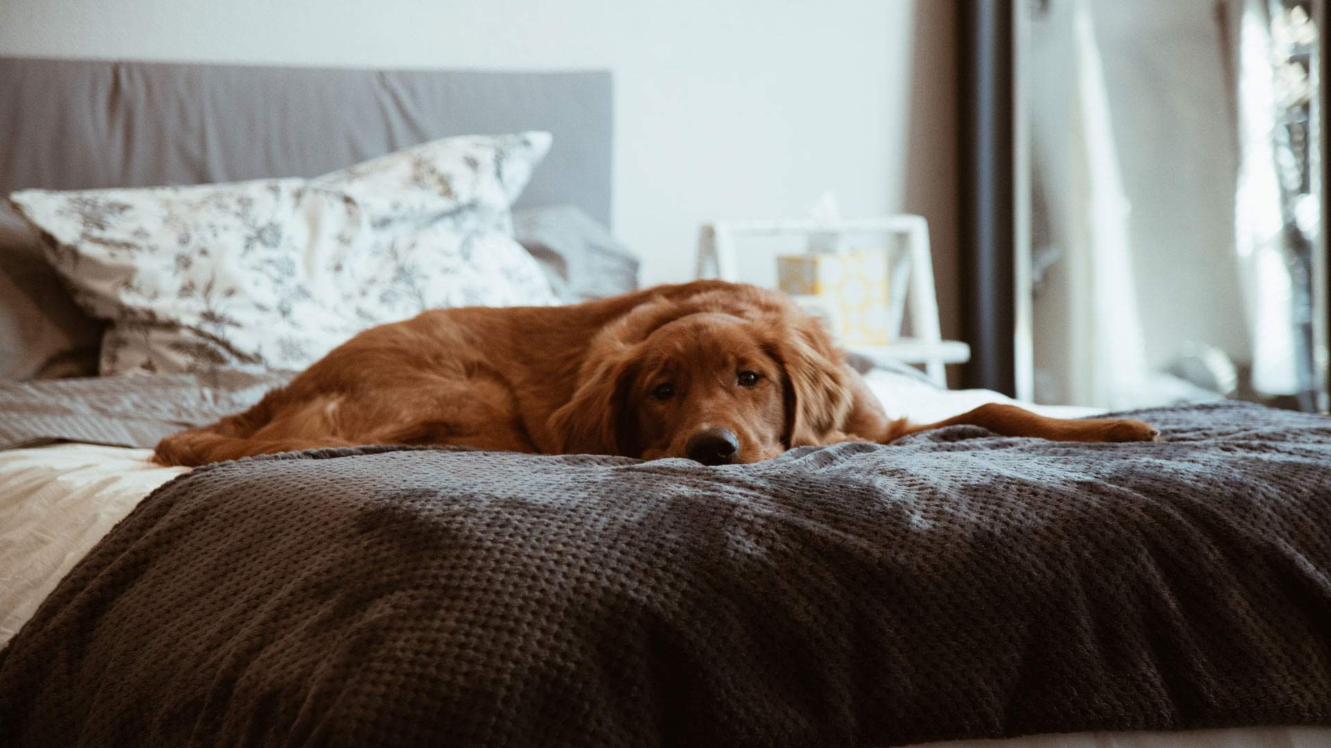 Victoria's New Laws Making it Easier for Renters to Own Pets Come into Effect Today