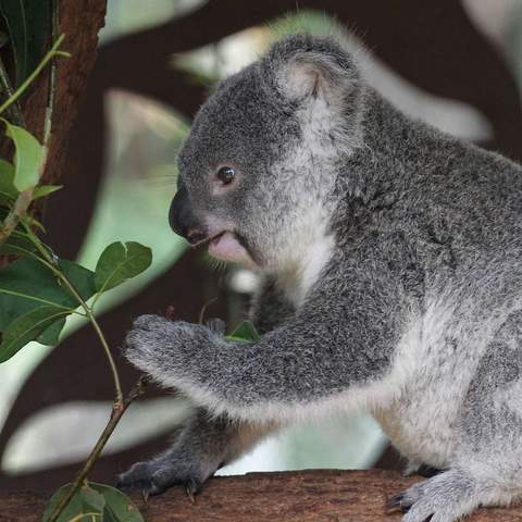 Queensland's Lone Pine Koala Sanctuary Is Live Streaming Its Furry Residents 24/7