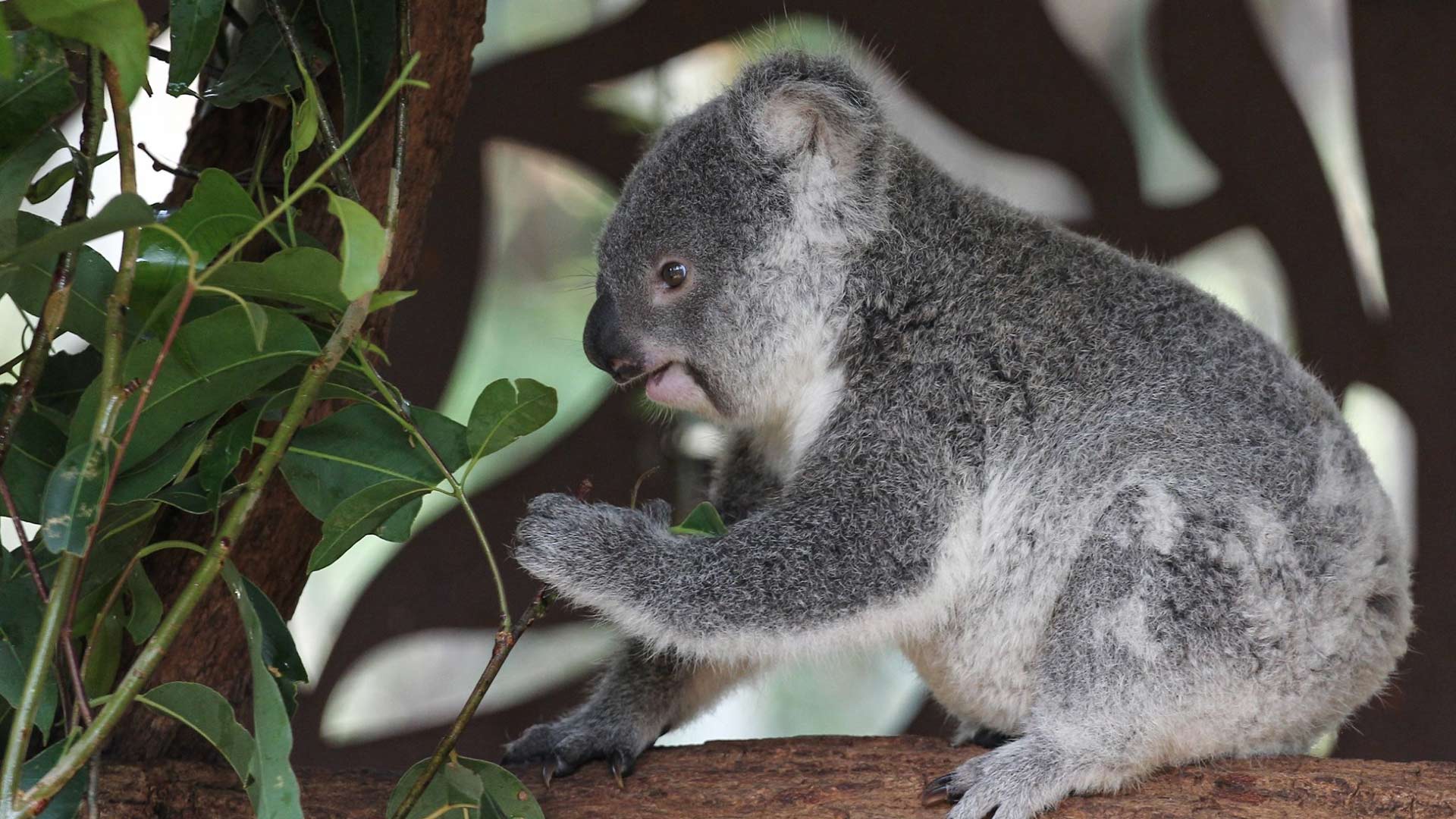Queensland's Lone Pine Koala Sanctuary Is Live Streaming Its Furry  Residents 24/7 - Concrete Playground