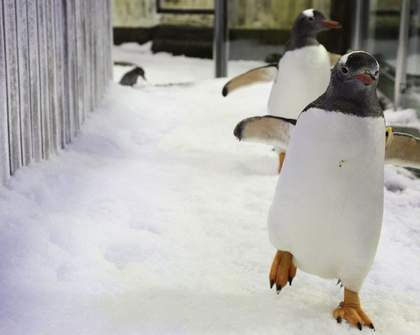 Live-Stream: Sea Life and Wild Life