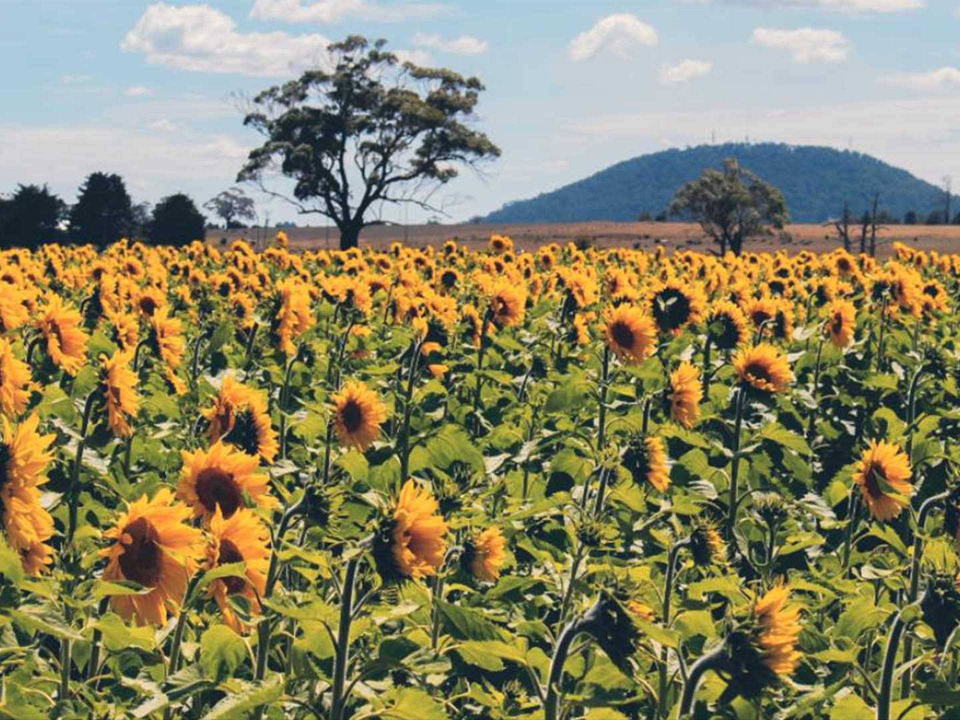 Sunflower Fields Near Brisbane Best Flower Site