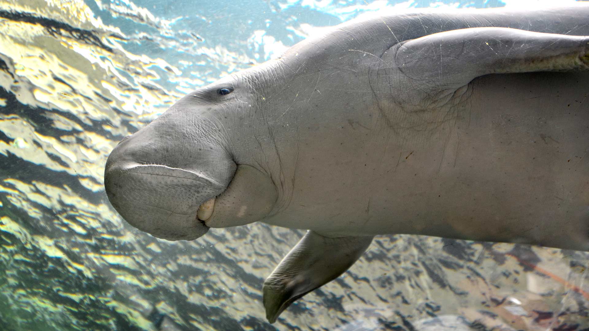 Live Stream: Playtime with Pig the Dugong