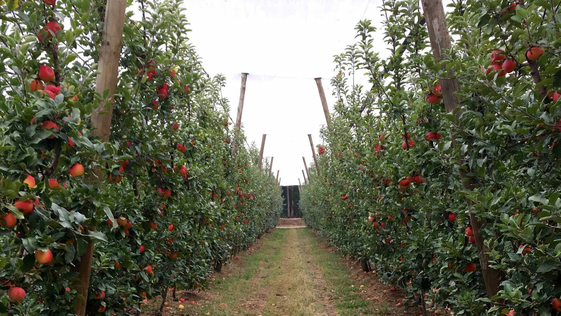 Kanzi UPick at Sanders Apples Concrete Playground