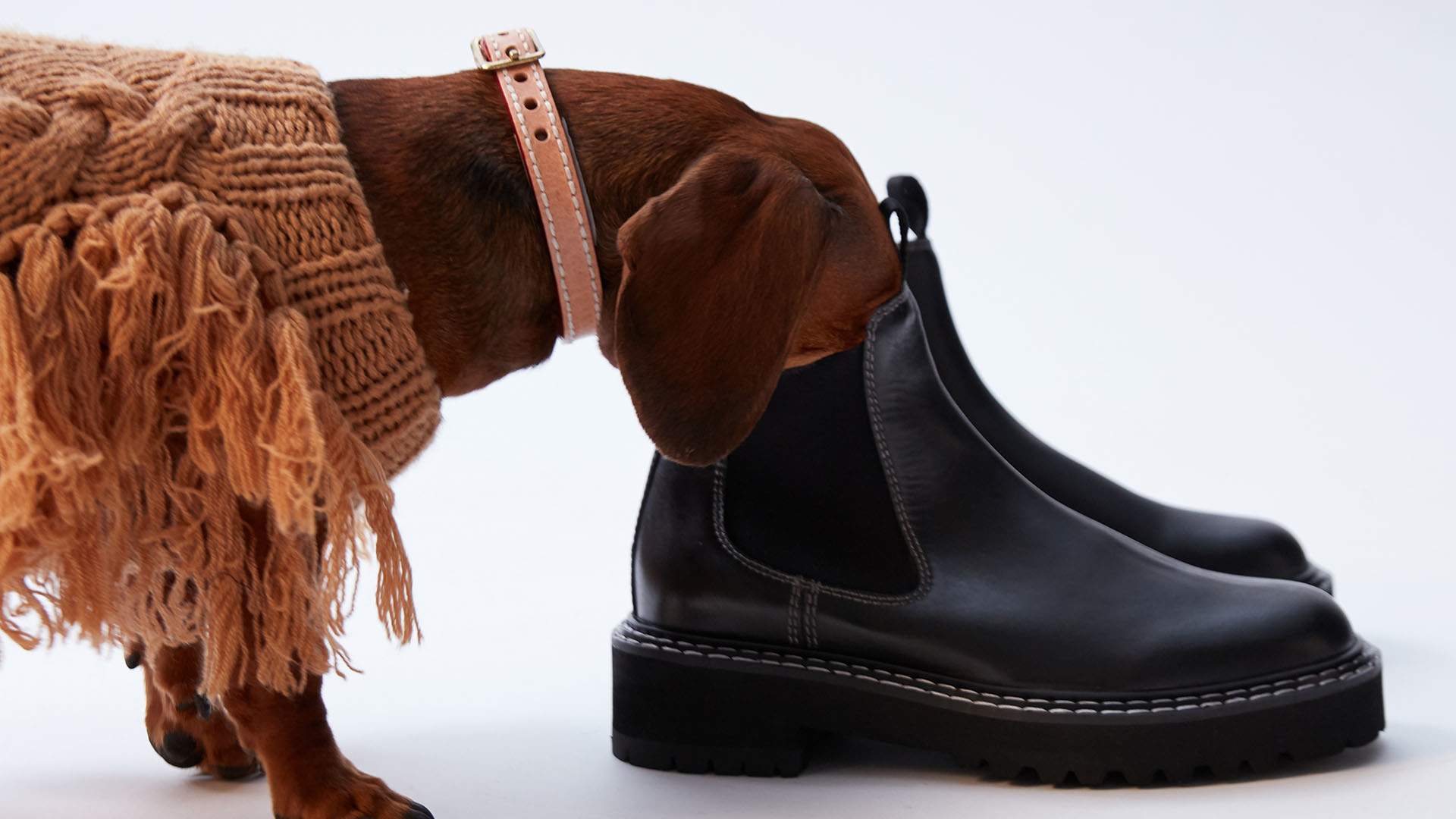The Iconic Has Launched a Stylish New Pet Fashion Range for Supremely Adorable Dogs