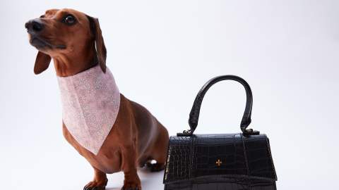 The Iconic Has Launched a Stylish New Pet Fashion Range for Supremely Adorable Dogs