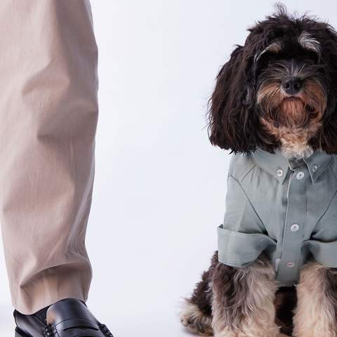 The Iconic Has Launched a Stylish New Pet Fashion Range for Supremely Adorable Dogs