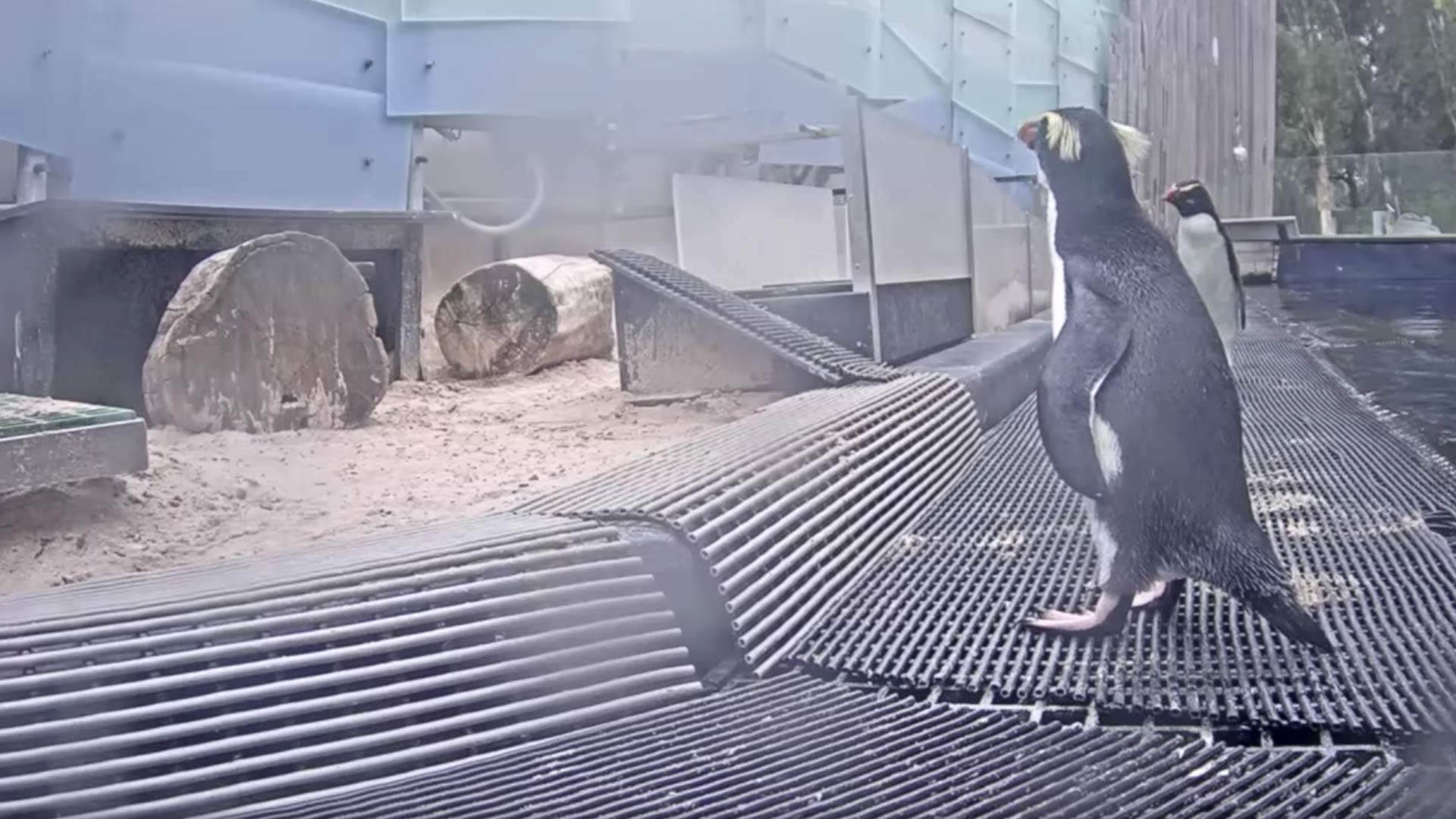 These Melbourne Zoos Are LiveStreaming Their Cute Animals to Help