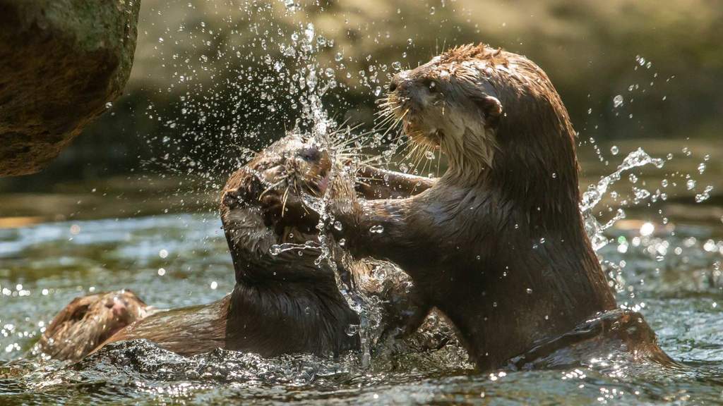NSW's Taronga Zoos Have Launched an Adorable Online TV Channel with 24/