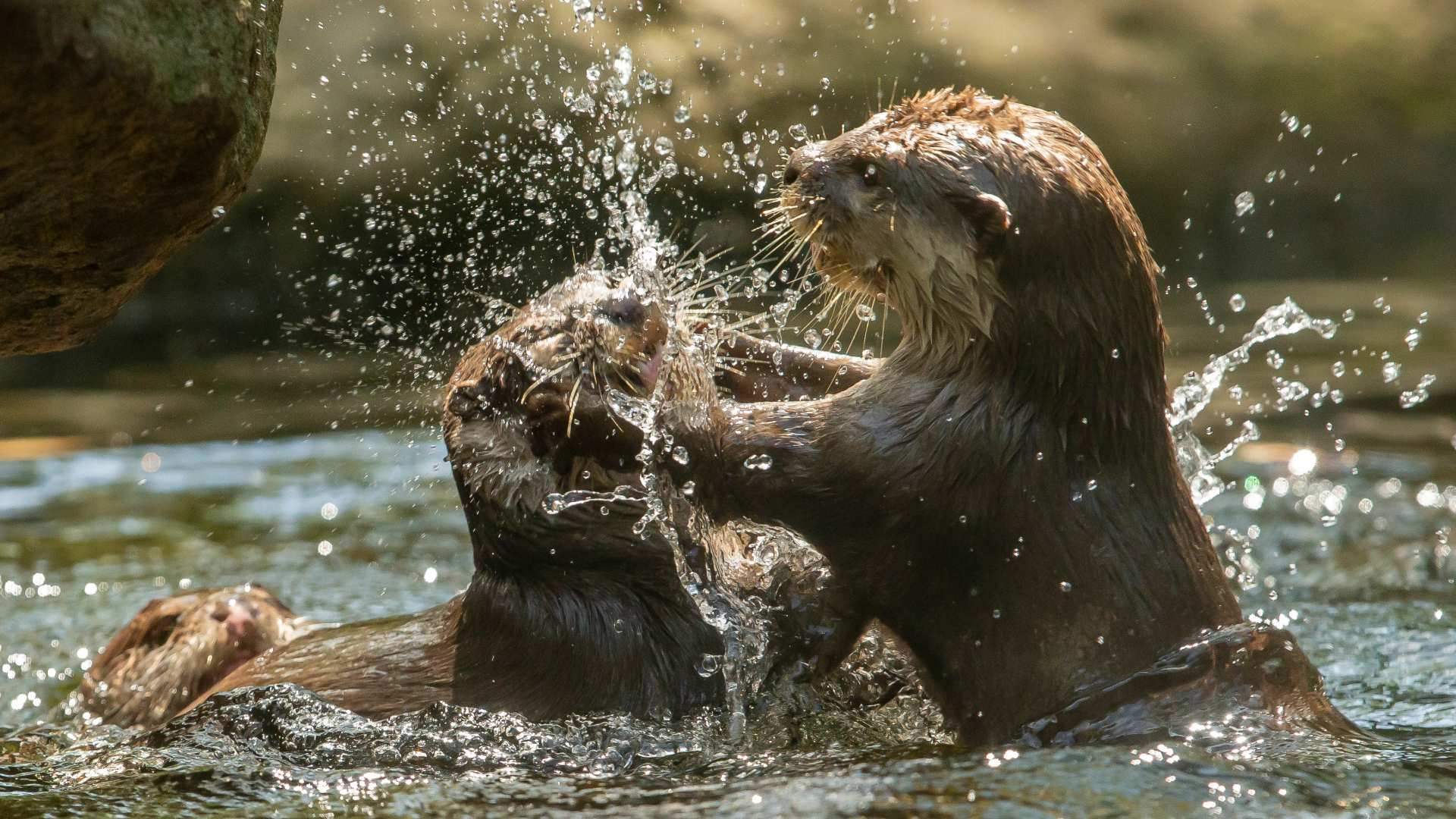 Taronga Zoo