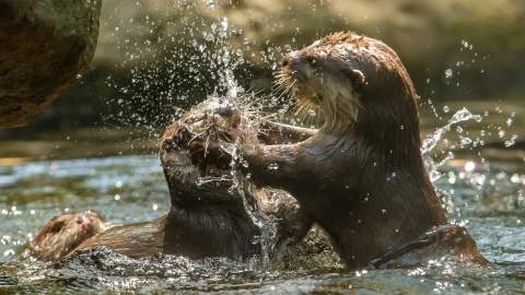 NSW's Taronga Zoos Have Launched an Adorable Online TV Channel with 24/7 Animal Live-Streams