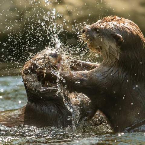 NSW's Taronga Zoos Have Launched an Adorable Online TV Channel with 24/7 Animal Live-Streams