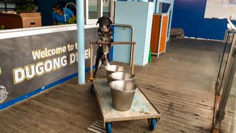 Some Very Good Dogs Were Allowed to Explore Sea Life Sydney Aquarium While It's Temporarily Closed