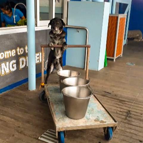 Some Very Good Dogs Were Allowed to Explore Sea Life Sydney Aquarium While It's Temporarily Closed