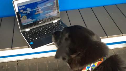 Some Very Good Dogs Were Allowed to Explore Sea Life Sydney Aquarium While It's Temporarily Closed