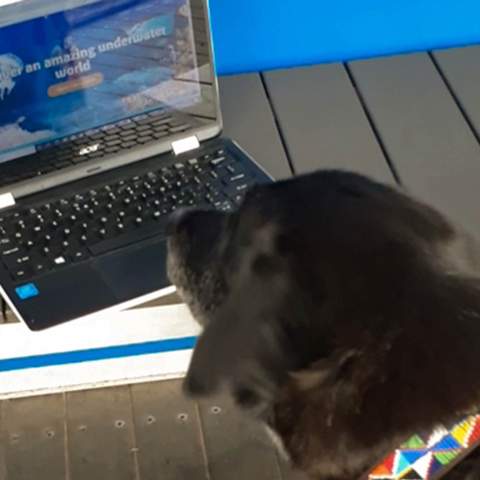 Some Very Good Dogs Were Allowed to Explore Sea Life Sydney Aquarium While It's Temporarily Closed