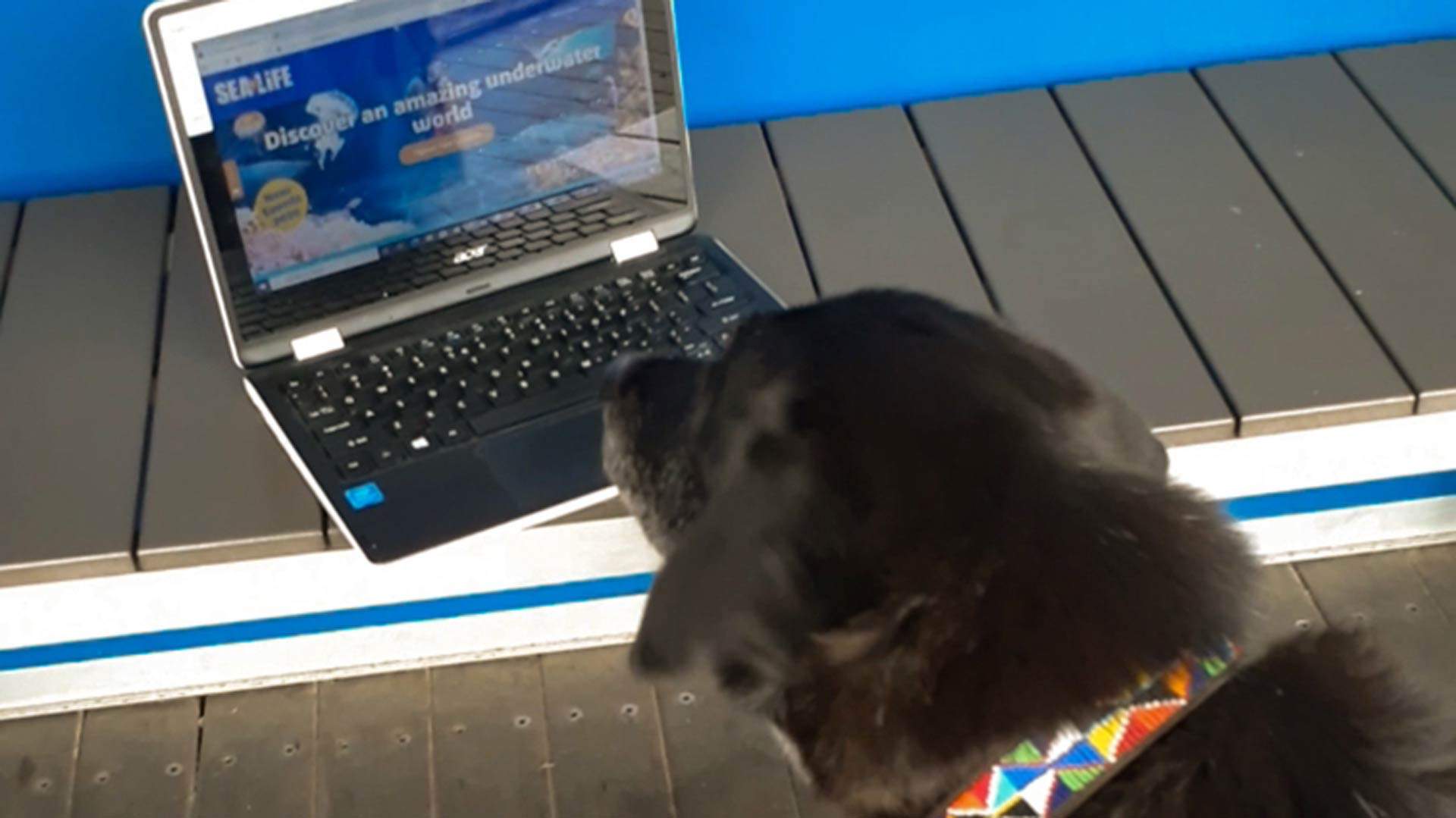 Some Very Good Dogs Were Allowed to Explore Sea Life Sydney Aquarium While It's Temporarily Closed