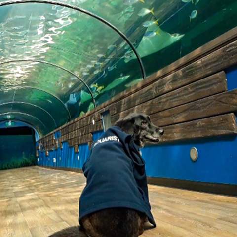 Some Very Good Dogs Were Allowed to Explore Sea Life Sydney Aquarium While It's Temporarily Closed