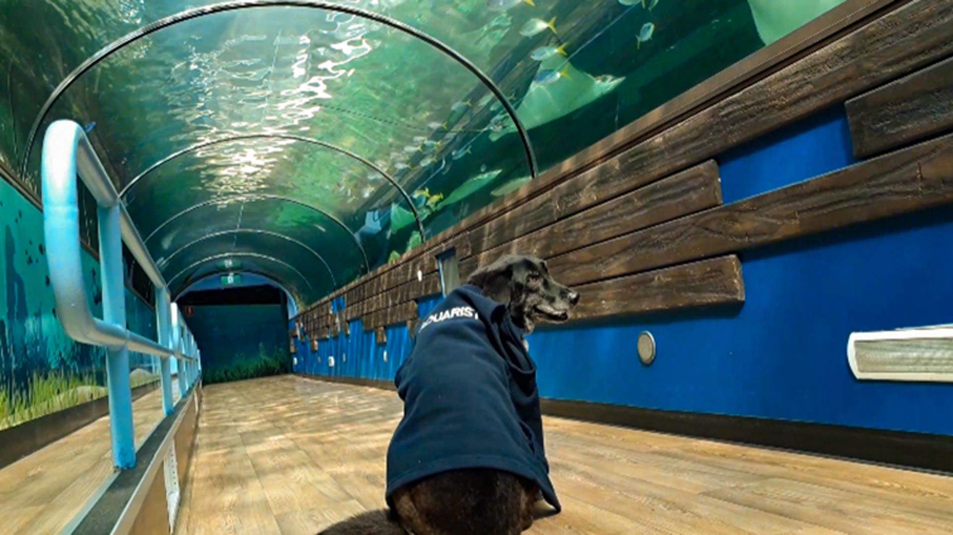 Some Very Good Dogs Were Allowed to Explore Sea Life Sydney Aquarium While It's Temporarily Closed