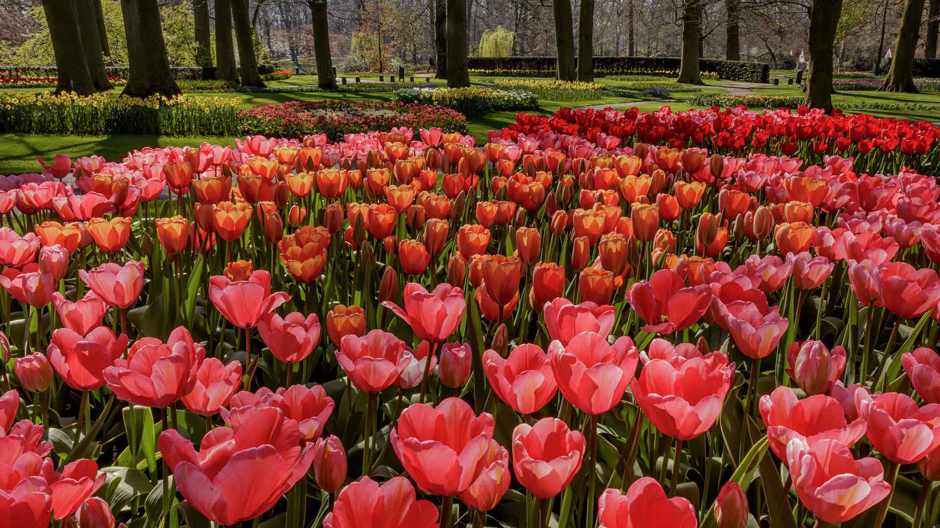 You Can Now Take a Virtual Tour of The Netherlands' Biggest Tulip Garden