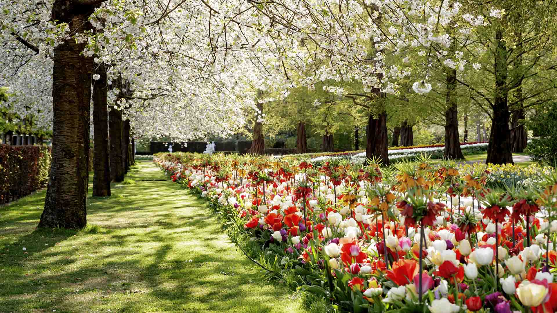 You Can Now Take a Virtual Tour of The Netherlands' Biggest Tulip Garden