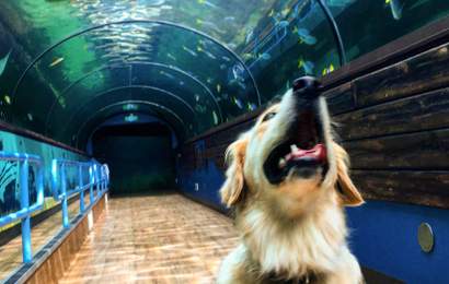 Background image for Some Very Good Dogs Were Allowed to Explore Sea Life Sydney Aquarium While It's Temporarily Closed