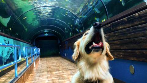 Some Very Good Dogs Were Allowed to Explore Sea Life Sydney Aquarium While It's Temporarily Closed