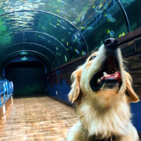 Some Very Good Dogs Were Allowed to Explore Sea Life Sydney Aquarium While It's Temporarily Closed