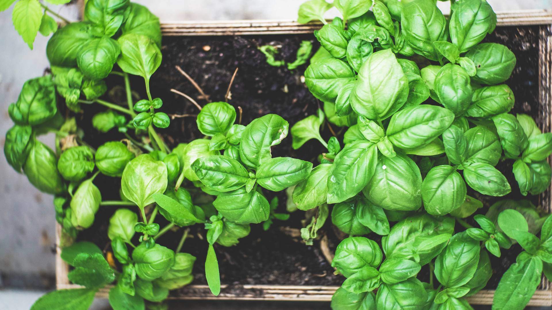 Potted basil