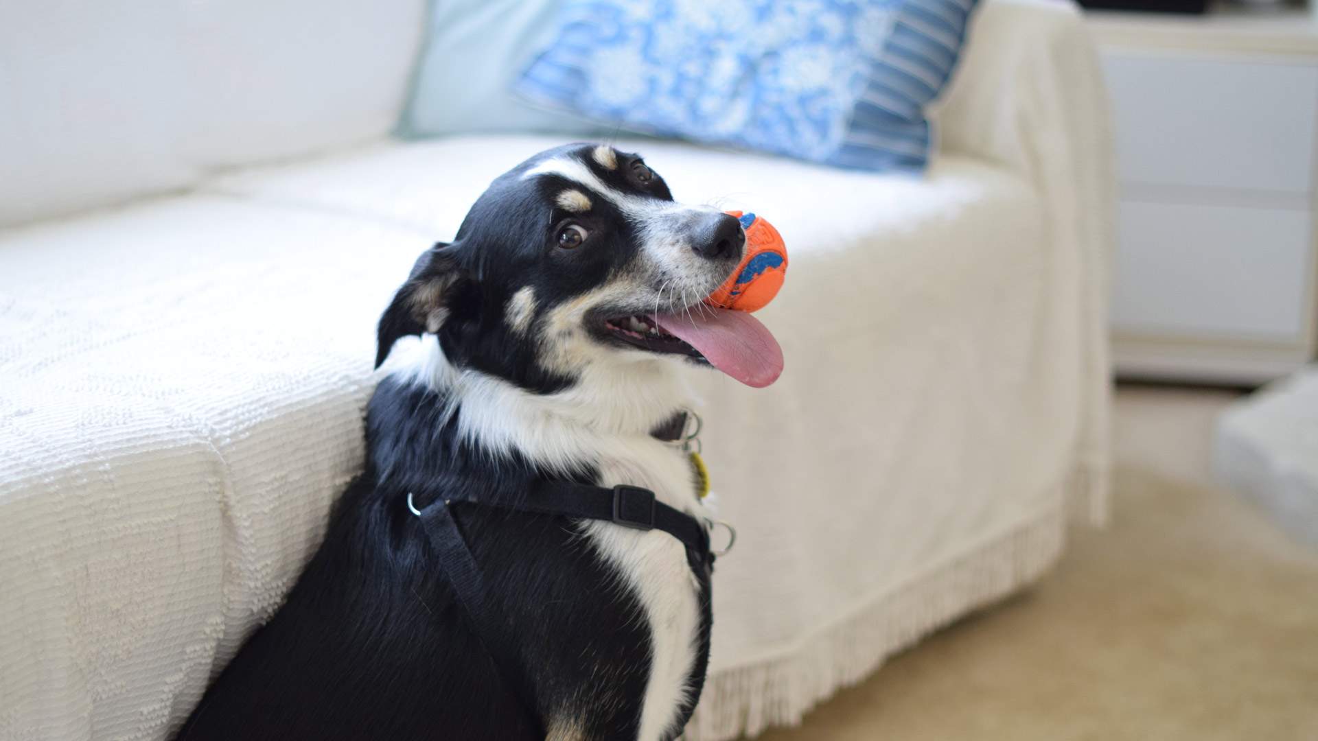 Petbarn Is Now Offering SameDay Delivery of Pet Toys and Food Across Melbourne Concrete