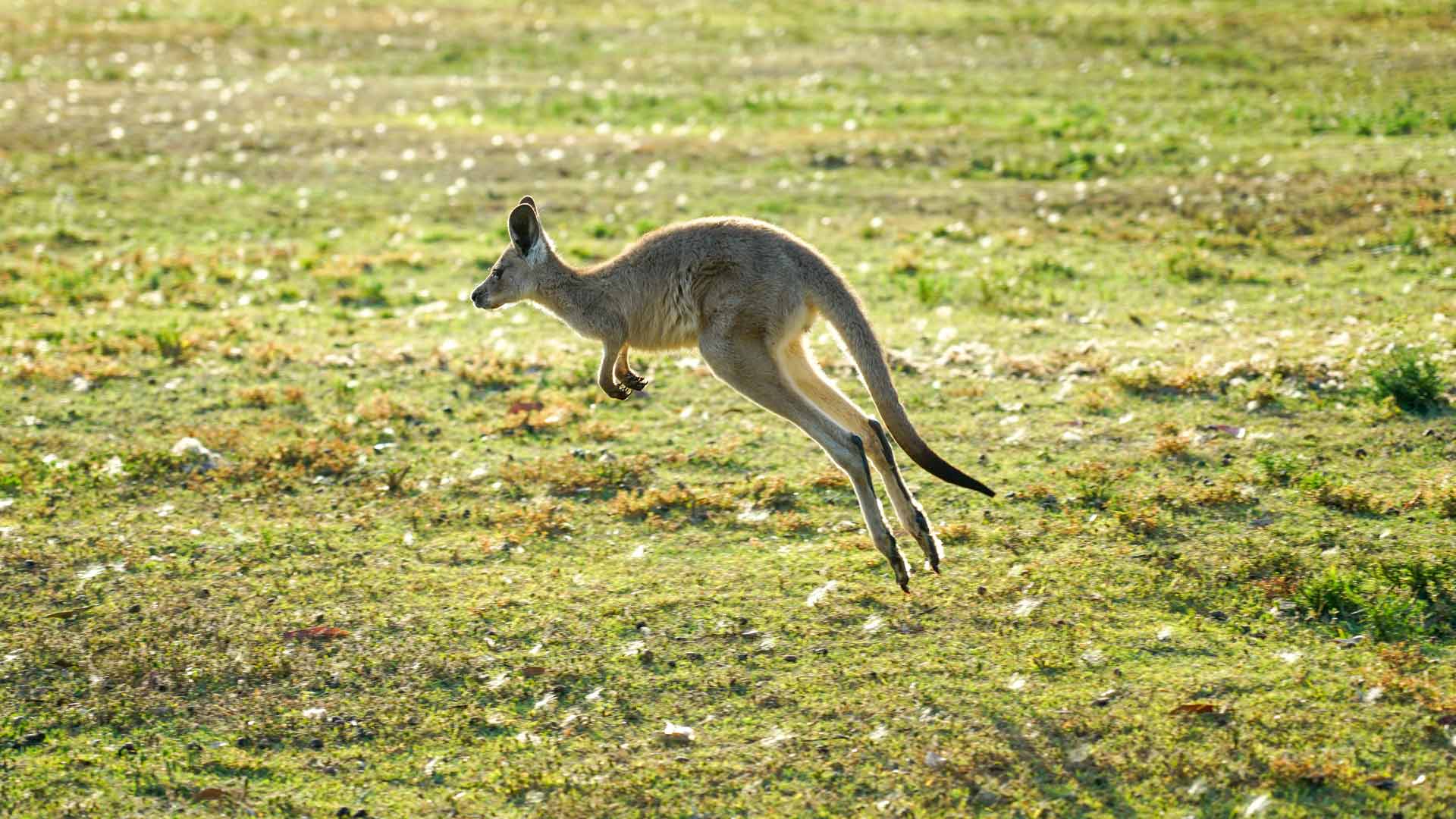 A Kangaroo Has Been Videoed Hopping Through Adelaide In More Proof The 