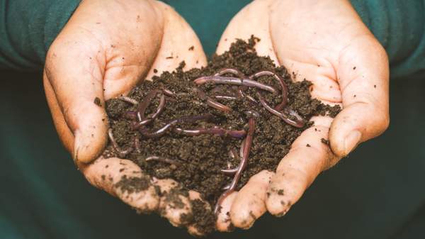 Person holding soil and worms