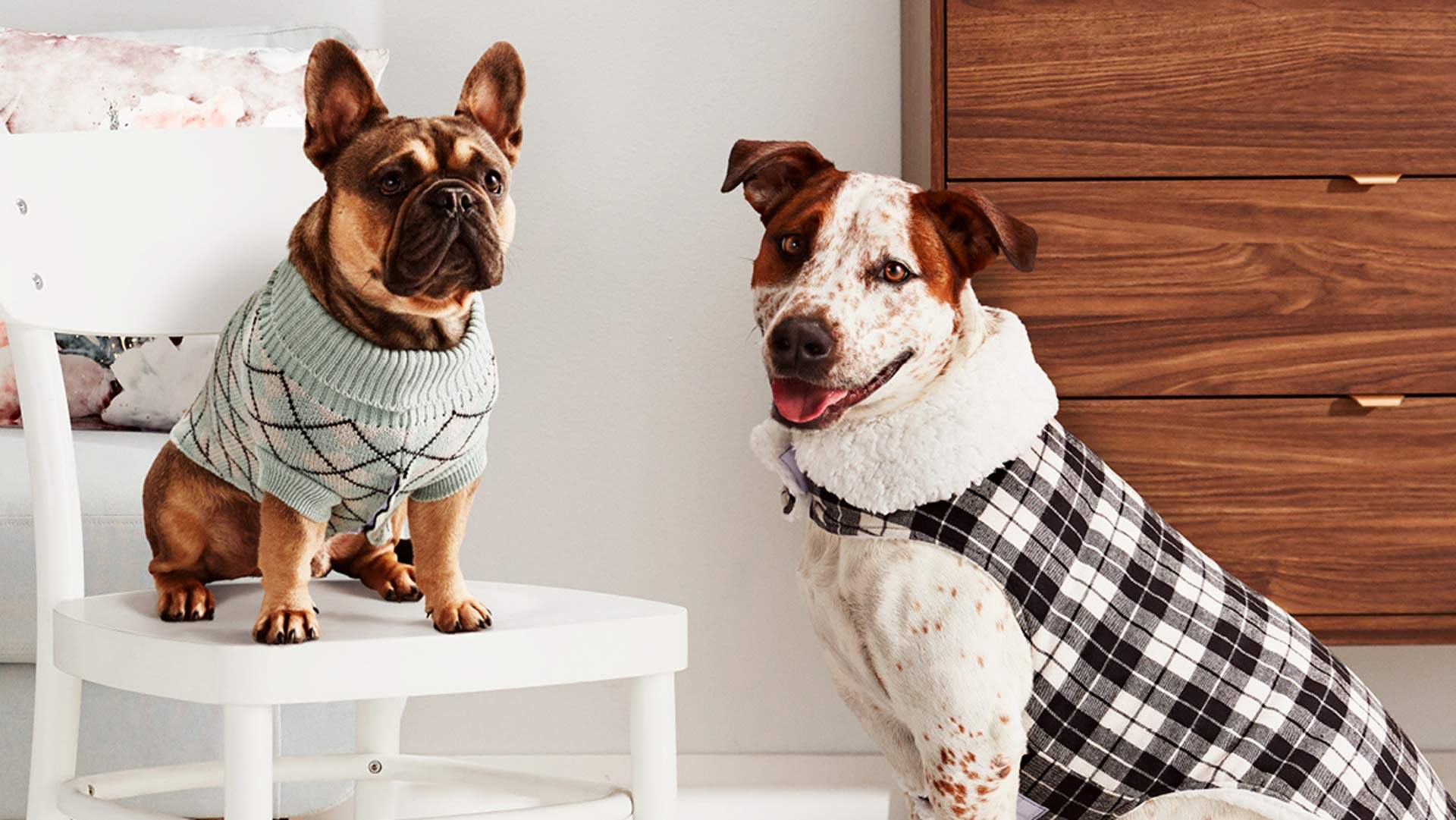 Big W Has Launched an Affordable New Range of Cosy Winter Petwear for Adorable Dogs