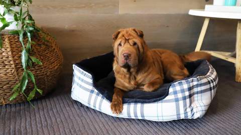 Petstock Has Released a New Line of Accessories to Keep Your Pets Cute and Cosy This Winter