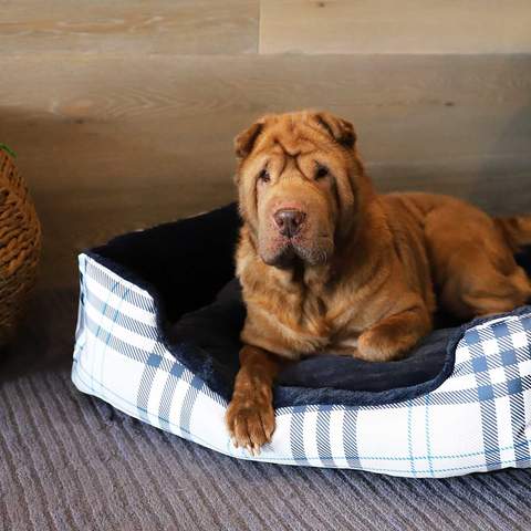 Petstock Has Released a New Line of Accessories to Keep Your Pets Cute and Cosy This Winter