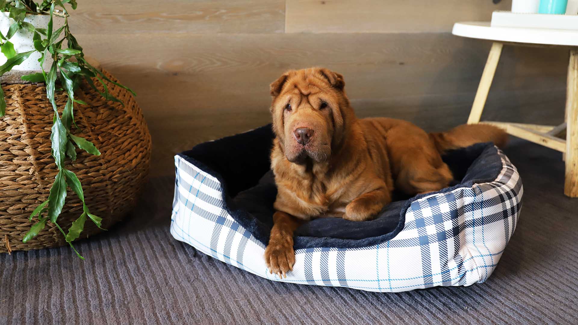 Petstock Has Released a New Line of Accessories to Keep Your Pets Cute and Cosy This Winter