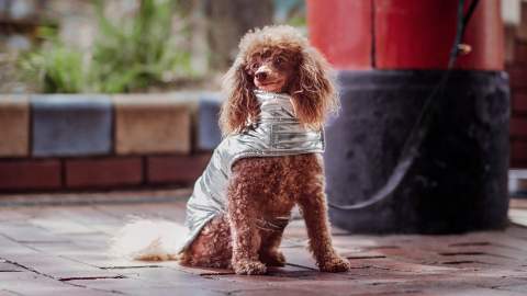 Petstock Has Released a New Line of Accessories to Keep Your Pets Cute and Cosy This Winter