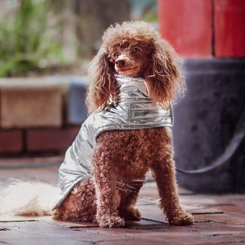 Petstock Has Released a New Line of Accessories to Keep Your Pets Cute and Cosy This Winter