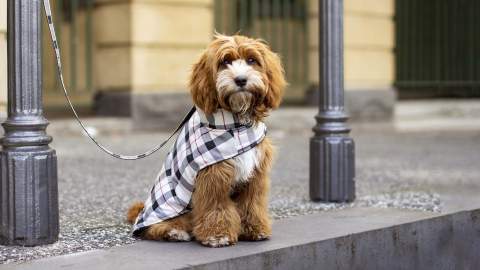 Petstock Has Released a New Line of Accessories to Keep Your Pets Cute and Cosy This Winter